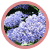 Ceanothus Essence