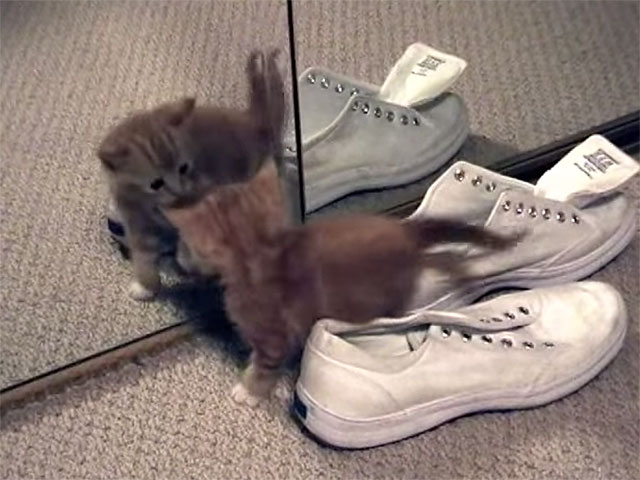 Cat Video: Kitten Discovering His Reflection in a Mirror | Cute and ...