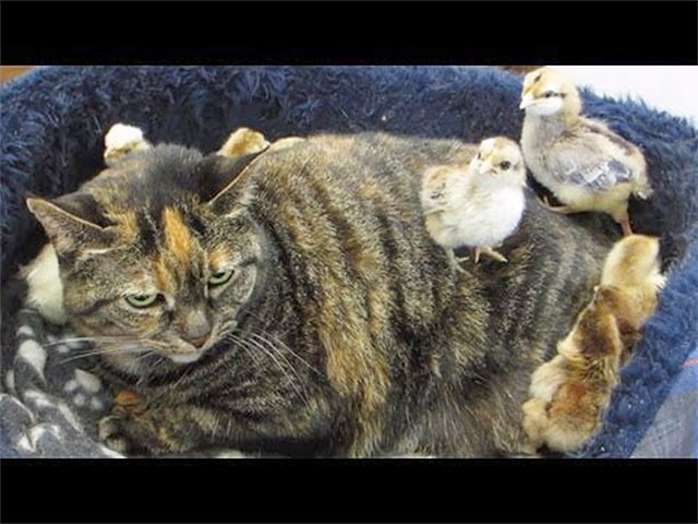 Cat Video: Chicks Swarm Cat | Cute and Funny Cat Videos – Cat Faeries