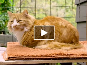 Cat Video: A Cat Enjoys His CATio | Cute and Funny Cat Videos – Cat Faeries