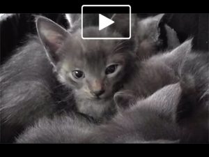 Cat Video: Den of Purring Kittens | Cute and Funny Cat Videos – Cat Faeries