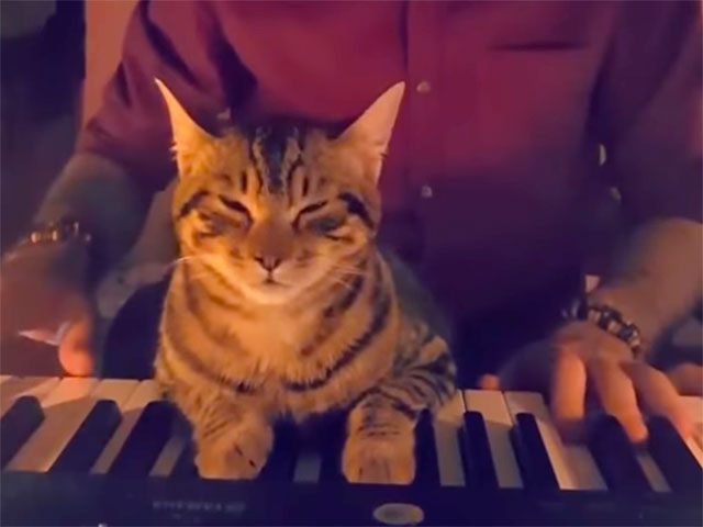 Cat Video: Cat Loves Music | Cute and Funny Cat Videos – Cat Faeries